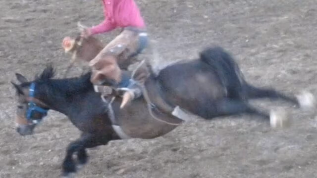 rodeo